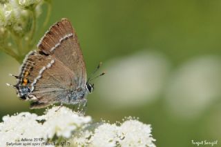 Gzel Sevbeni (Satyrium spini)