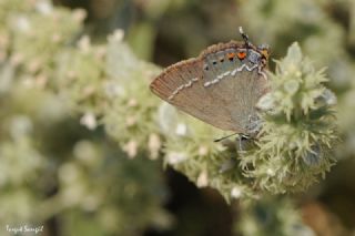 Gzel Sevbeni (Satyrium spini)