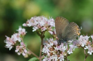 Byk Sevbeni (Satyrium ilicis)