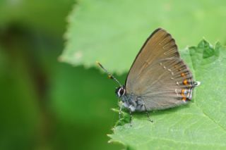 Byk Sevbeni (Satyrium ilicis)