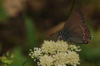 Byk Sevbeni (Satyrium ilicis)