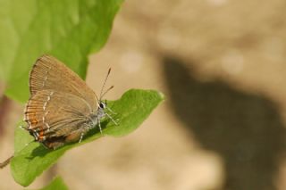 Byk Sevbeni (Satyrium ilicis)