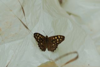 Karanlk Orman Esmeri (Pararge aegeria)
