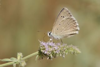 okgzl Dafnis (Polyommatus daphnis)