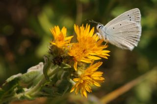 okgzl Dafnis (Polyommatus daphnis)