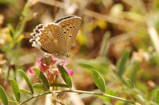 okgzl Dafnis (Polyommatus daphnis)