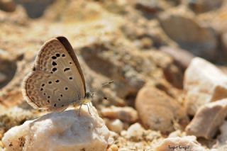 Karsandra (Zizeeria karsandra)