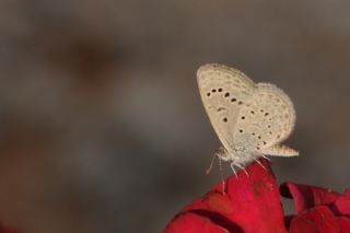 Karsandra (Zizeeria karsandra)
