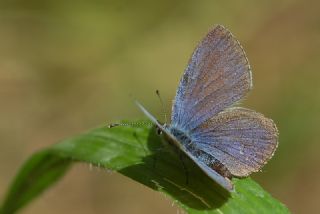 Fransz Everesi (Cupido alcetas)