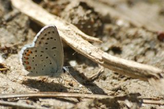 Himalaya Mavisi (Pseudophilotes vicrama)