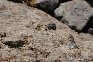 Himalaya Mavisi (Pseudophilotes vicrama)