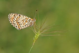 Gzel parhan (Melitaea trivia)