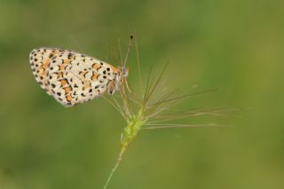 Gzel parhan (Melitaea syriaca)