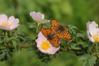 Gzel parhan (Melitaea trivia)