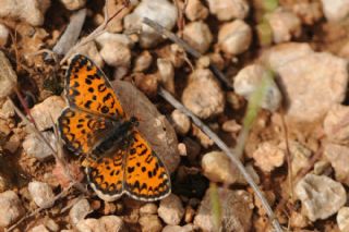 Gzel parhan (Melitaea trivia)