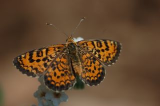 Gzel parhan (Melitaea trivia)