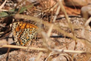 Gzel parhan (Melitaea syriaca)