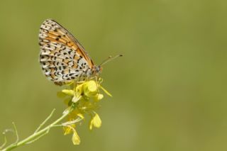 Gzel parhan (Melitaea syriaca)