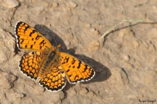 Cezayirli parhan (Melitaea ornata)