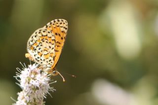 Gzel parhan (Melitaea syriaca)