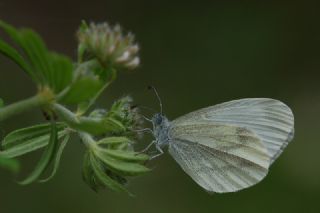 Narin Orman Beyaz (Leptidea sinapis)