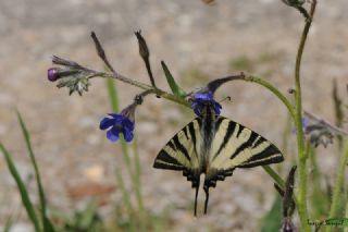 Erik Krlangkuyruk (Iphiclides podalirius)