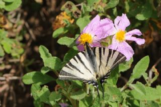 Erik Krlangkuyruk (Iphiclides podalirius)