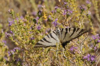 Erik Krlangkuyruk (Iphiclides podalirius)