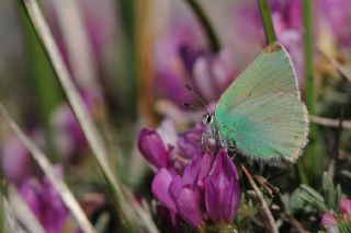 Anadolu Zmrt (Callophrys paulae)