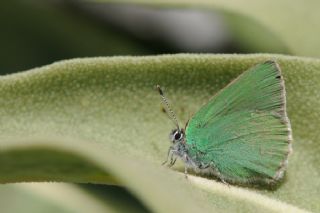 Anadolu Zmrt (Callophrys paulae)