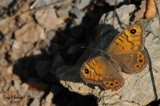 Kk Esmerboncuk (Lasiommata megera)