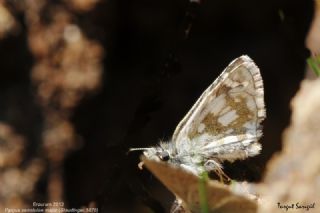 Zeytuni Zpzp (Pyrgus serratulae)