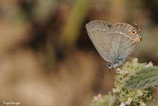 Sevbeni (Satyrium abdominalis)