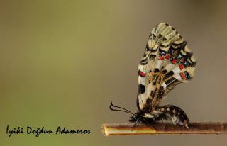 Kafkas Fistosu (Zerynthia caucasica)