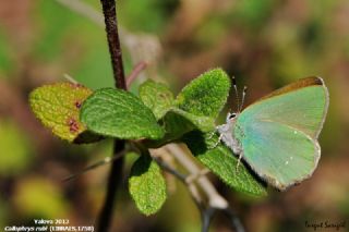 Zmrt (Callophrys rubi)