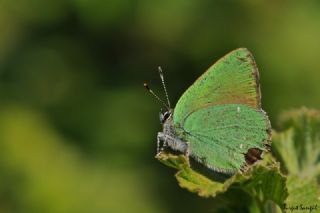 Zmrt (Callophrys rubi)