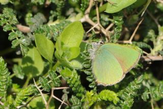 Zmrt (Callophrys rubi)