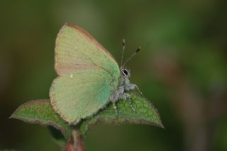 Zmrt (Callophrys rubi)