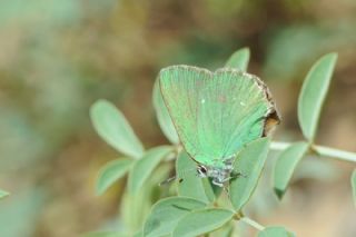 Zmrt (Callophrys rubi)