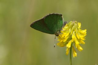 Zmrt (Callophrys rubi)