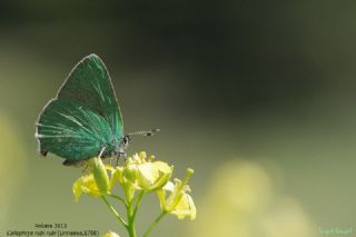 Zmrt (Callophrys rubi)