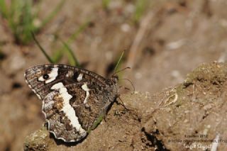 Kara Murat (Brintesia  circe)