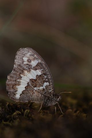 Kara Murat (Brintesia  circe)