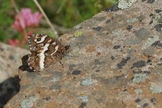 Kara Murat (Brintesia  circe)