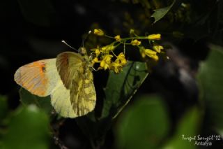 Ssl Damone (Anthocharis damone)