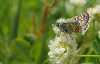 Sar Bandl Zpzp (Pyrgus sidae)