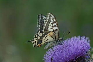 Krlangkuyruk (Papilio machaon)