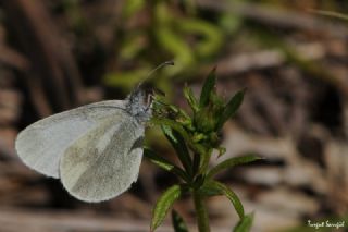 Doulu Narin Orman Beyaz (Leptidea duponcheli)