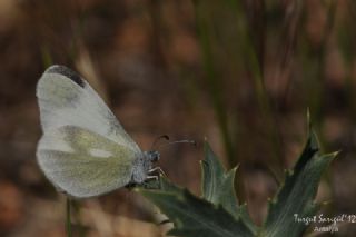 Doulu Narin Orman Beyaz (Leptidea duponcheli)