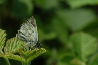 Şark Zıpzıpı (Carcharodus orientalis)